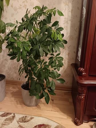 Продаю домашнее растение