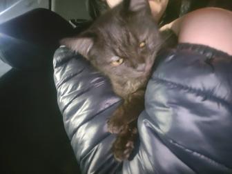 Длинношерстная британка в хорошие руки