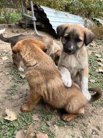 Отдам щенят