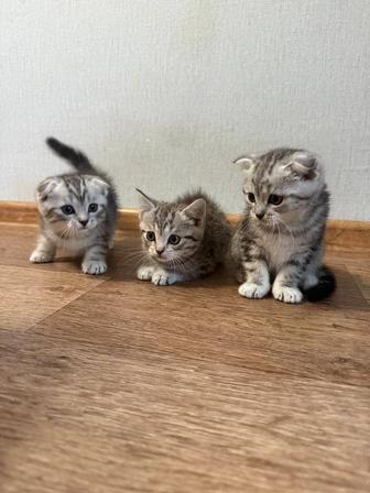 Котята шотландские