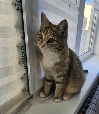 Кошечка в добрые руки