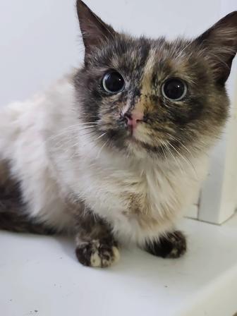 Стерилизованна кошечка Лея ищет дом