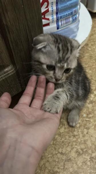 продам котенок