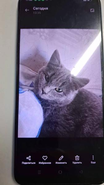 Отдам кошку