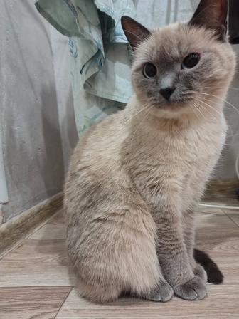 Кошка в самые добрые руки