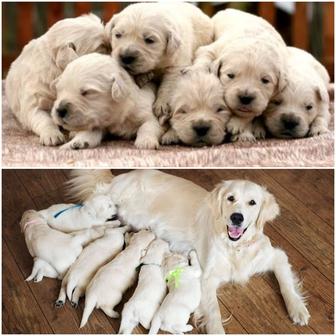 Щенки Золотистого Ретривера