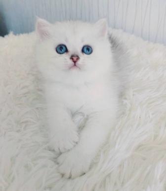 Серебристые шиншиллы