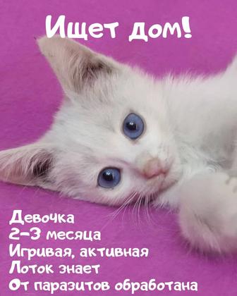 Отдам в хорошие руки котенок!