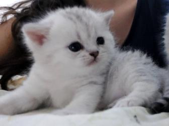 Котята шиншила и скотиш страйт