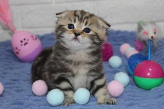 Вислоушки скоттиш фолд
