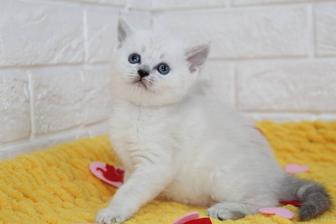 Вислоушки скоттиш фолд
