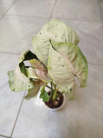 Сингониум Серый Призрак