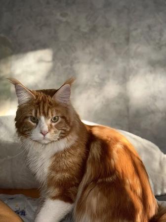 Вязка Мейн-Кун