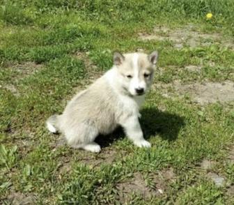Западно сибирская лайка щенки