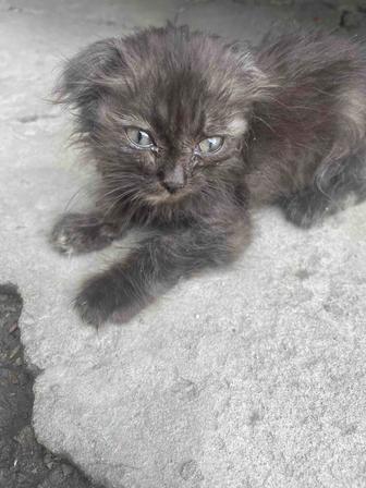 Котенок