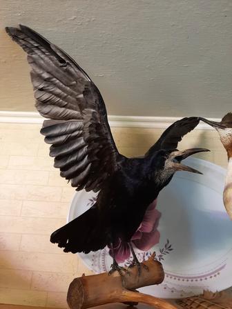 Статуэтка декор чучело грача.