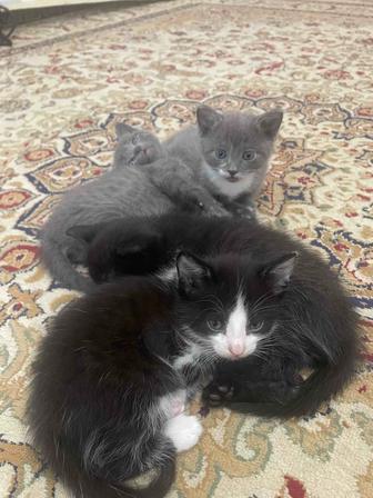 Отдам котят в хорошие руки