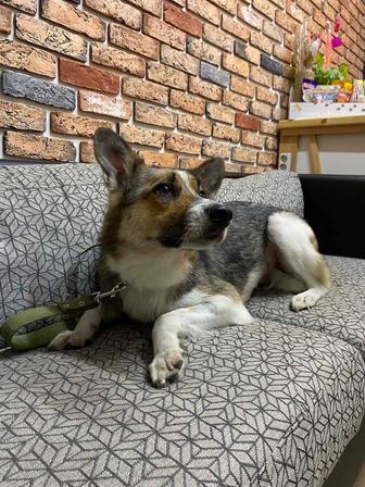 Лея ищет дом! собака
