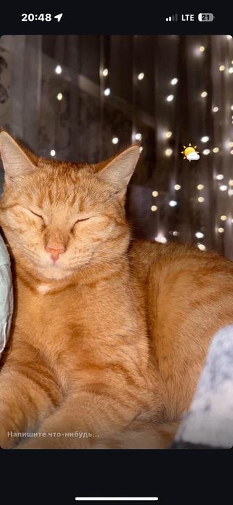 ищем кота на день