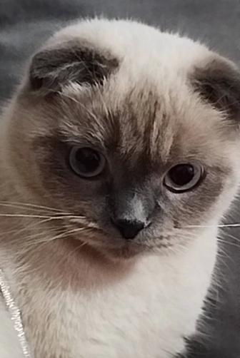 Шотландская девочка