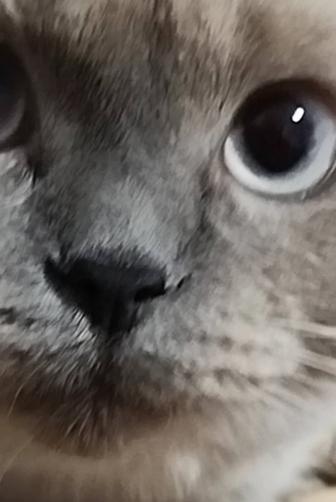 Шотландская девочка