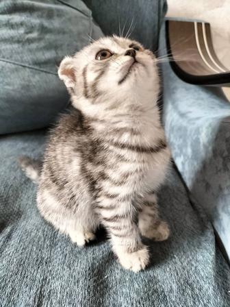 Продам котенка британской породы
