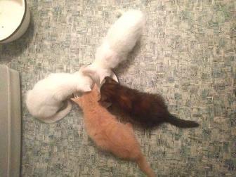 Ласковые котята в добрые руки