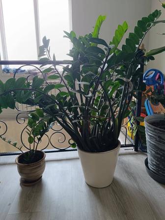Продам замиокулькас
