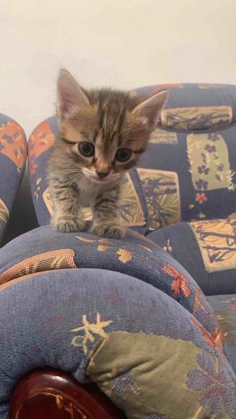 Продаются котята