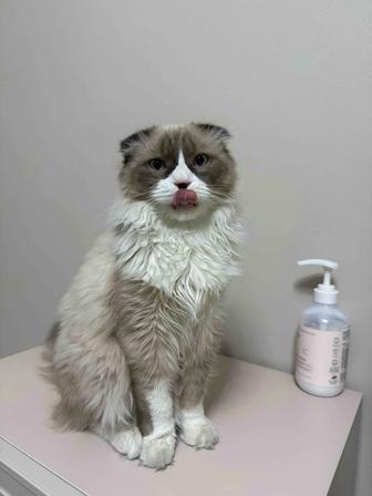 Отдам кота в добрые руки