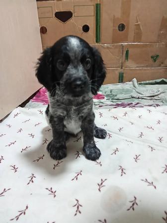 Продам щенка русского охотничьего спаниеля
