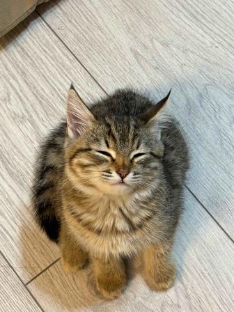 Отдам котенка в добрые руки