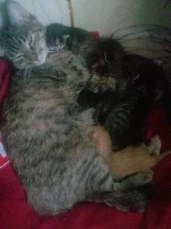 Отдам котенка в хорошие руки