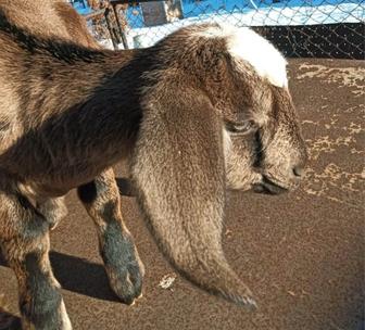 Нубийские козлята