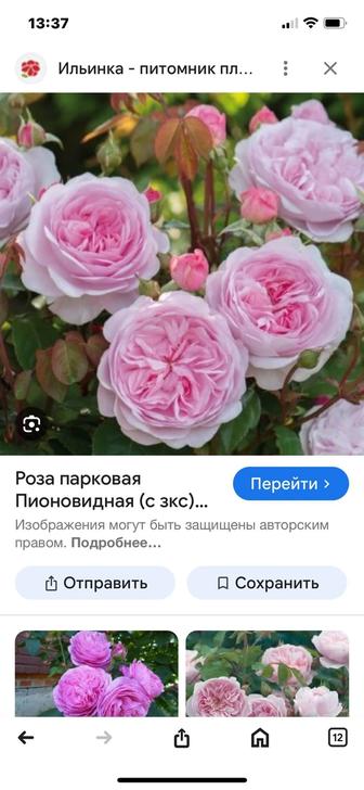 Саженцы Роз Вьюшки и кустовые