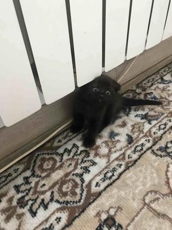 Отдам котят доброму человеку