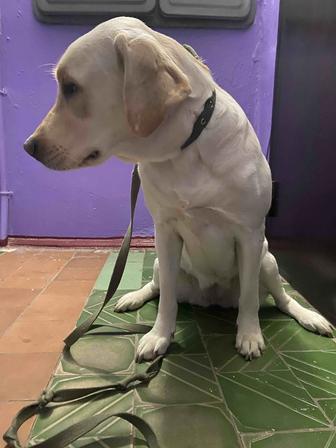 Отдам в хорошие руки девочку лабрадора