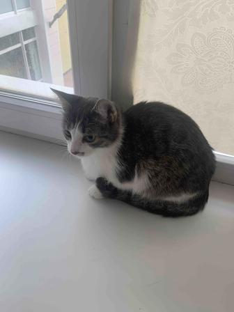 отдам в добрые руки кошку