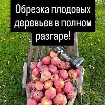 Профессиональная обрезка плодовых деревьев.Садовник Алматы