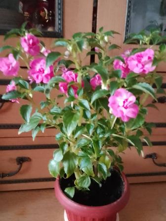 Продам комнатные цветы