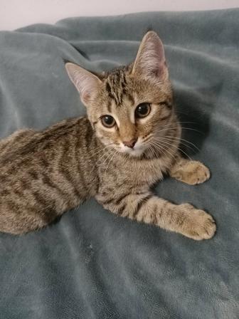 Отдам котенка в добрые руки