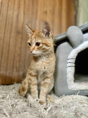 Отдам в добрые руки котенка