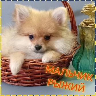 Щенки померанского шпица миники. Разного окраса.