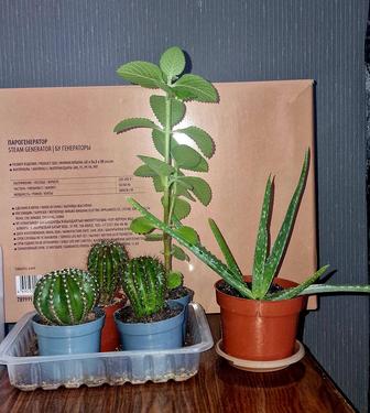 Продам домашние цветочки в горшках