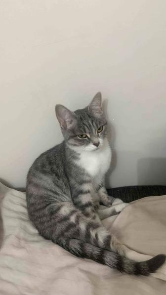 Котенок