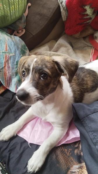 Отдается щенок