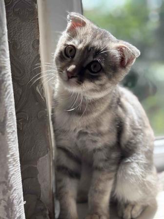 Котятка девочка. 4-5 месяца