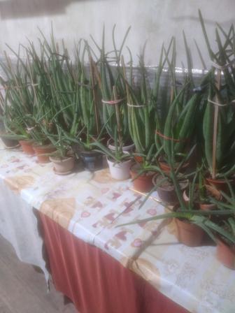 Алоэ вера комнатное лекарственное растение