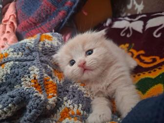 Продам миленьких пушистиковщотланцев