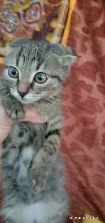 Отдам в добрые руки котенка беспокоит
